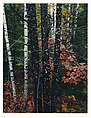 Maple and Birch Trunks and Oak Leaves, Passaconaway Road, New Hampshire, Eliot Porter  American, Dye transfer print