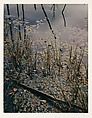 Pond, Grass and Lily Pads, Madison, New Hampshire, Eliot Porter  American, Dye transfer print