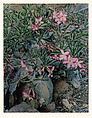Desert Roses, Tsavo West, Kenya, Eliot Porter  American, Dye transfer print