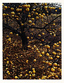 Apples on Tree After Frost, Tesuque, New Mexico, Eliot Porter  American, Dye transfer print