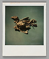 [Bird Skeleton], Walker Evans  American, Instant internal dye diffusion transfer print (Polaroid SX-70)