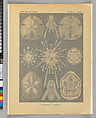 Ernst Haeckel, "Echinidea. — Igelsterne," Kunstformen der Natur (Leipzig and Vienna: Verlag des Bibliographischen Instituts, 1904), Lithograph
