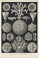 Ernst Haeckel, "Hexacoralla. — Sechsstrahlige Sternkorallen," Kunstformen der Natur (Leipzig and Vienna: Verlag des Bibliographischen Instituts, 1904), Lithograph