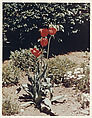 New York Garden - Pittsfield - New York, Peter Fink American, Chromogenic print