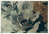 Cabbage - Ogonquit, Maine, Peter Fink  American, Chromogenic print