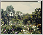 Giverny, Stephen Shore  American, Chromogenic print