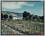 Giverny, Stephen Shore  American, Chromogenic print