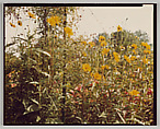 Giverny, Stephen Shore  American, Chromogenic print