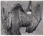 Pelican on Sand, Edward Weston (American, Highland Park, Illinois 1886–1958 Carmel, California), Gelatin silver print