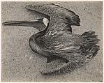 Dead Pelican, Point Lobos, Edward Weston (American, Highland Park, Illinois 1886–1958 Carmel, California), Gelatin silver print