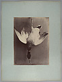 [Water fowl], Longjumeau's Amateur  French, Albumen silver print from glass negative