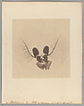 Antennes de Moucheron grossies 900 fois [Midge Fly Antenna], Auguste-Adolphe Bertsch  French, Salted paper print