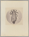 [Untitled], Auguste-Adolphe Bertsch  French, Salted paper print