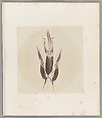 [Untitled], Auguste-Adolphe Bertsch  French, Salted paper print