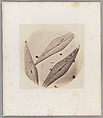 [Untitled], Auguste-Adolphe Bertsch  French, Salted paper print