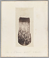 [Untitled], Auguste-Adolphe Bertsch  French, Salted paper print