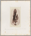 [Untitled], Auguste-Adolphe Bertsch  French, Salted paper print