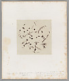 [Untitled], Auguste-Adolphe Bertsch  French, Salted paper print