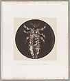 Pou del ‘homme vu par reflexion [Head Louse], Auguste-Adolphe Bertsch  French, Salted paper print