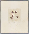 [Untitled], Auguste-Adolphe Bertsch  French, Salted paper print