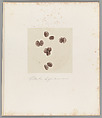 [Untitled], Auguste-Adolphe Bertsch  French, Salted paper print