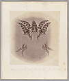 [Untitled], Auguste-Adolphe Bertsch  French, Salted paper print