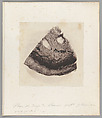 [Untitled], Auguste-Adolphe Bertsch  French, Salted paper print