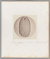[Untitled], Auguste-Adolphe Bertsch  French, Salted paper print