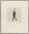[Untitled], Auguste-Adolphe Bertsch  French, Salted paper print