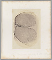 [Untitled], Auguste-Adolphe Bertsch  French, Salted paper print