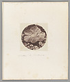 [Untitled], Auguste-Adolphe Bertsch  French, Salted paper print