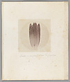 [Untitled], Auguste-Adolphe Bertsch  French, Salted paper print