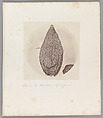 [Untitled], Auguste-Adolphe Bertsch  French, Salted paper print