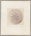 [Untitled], Auguste-Adolphe Bertsch  French, Salted paper print