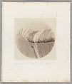 [Untitled], Auguste-Adolphe Bertsch  French, Salted paper print