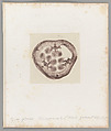 [Untitled], Auguste-Adolphe Bertsch  French, Salted paper print