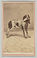 [Dog with Duck in Mouth], Samuel Root  American, Albumen silver print