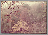 The Shad-Blow Tree, Umpawaug, Connecticut, Edward J. Steichen American, born Luxembourg, Chromogenic print
