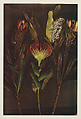 Hawaiian Flowers: Proteas, Lesley Schiff  American, Color photocopy