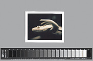 Untitled (Albino Frog Facing Left), Helen Rousakis  American, Instant dye diffusion transfer print (Polaroid)