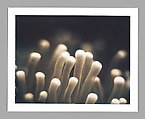 Untitled (Plate Coral), Helen Rousakis American, Instant dye diffusion transfer print (Polaroid)