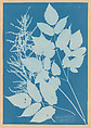 Spiraea aruncus (Tyrol), Anna Atkins British, Cyanotype