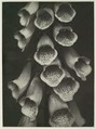 Digitalis Purpurea, Albert Renger-Patzsch German, Gelatin silver print