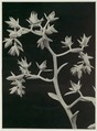 Echeveria Gibbiflora var. Melia Ilica, Albert Renger-Patzsch German, Gelatin silver print