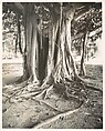 Banyan Tree, Florida, Walker Evans American, Gelatin silver print