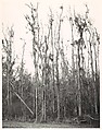[Cypress Trees in Swamp, Florida], Walker Evans  American, Gelatin silver print