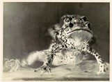 [Frogs Copulating], Albert Renger-Patzsch  German, Gelatin silver print