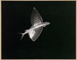 Flying Fish, Catalina Island, Harold Edgerton  American, Gelatin silver print
