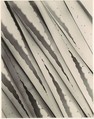 Agave Design 2, Imogen Cunningham  American, Gelatin silver print