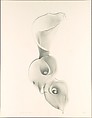 Solarized Calla Lilies, Carlotta M. Corpron American, Gelatin silver print